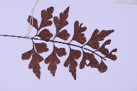 石生鐵角蕨藏品圖，第3張