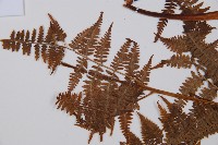 日本蹄蓋蕨藏品圖，第3張