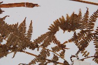 日本蹄蓋蕨藏品圖，第4張