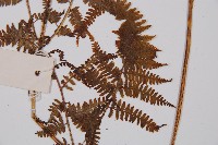 日本蹄蓋蕨藏品圖，第5張