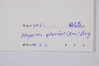 毛軸假蹄蓋蕨藏品圖，第2張