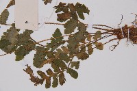 毛軸假蹄蓋蕨藏品圖，第3張