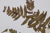 毛軸假蹄蓋蕨藏品圖，第4張