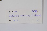 密毛毛蕨藏品圖，第2張