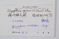 長葉鱗毛蕨藏品圖，第2張