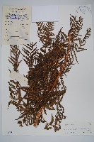 普通針毛蕨藏品圖，第1張