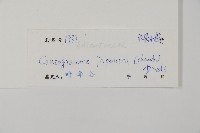 日本鳳丫蕨藏品圖，第2張