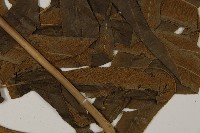 日本鳳丫蕨藏品圖，第3張