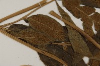 日本鳳丫蕨藏品圖，第4張