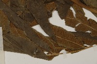 日本鳳丫蕨藏品圖，第5張