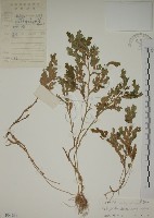 生根卷柏藏品圖，第1張