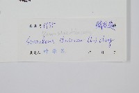 烏蕨藏品圖，第2張