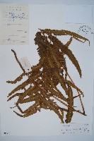 邊緣鱗蓋蕨藏品圖，第1張