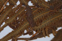 邊緣鱗蓋蕨藏品圖，第6張