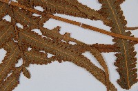 邊緣鱗蓋蕨藏品圖，第7張