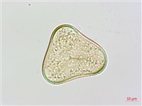 邊緣鱗蓋蕨藏品圖，第2張