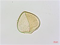 邊緣鱗蓋蕨藏品圖，第3張