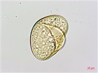 邊緣鱗蓋蕨藏品圖，第4張