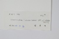 波氏星蕨藏品圖，第2張