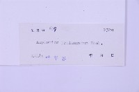 長生鐵角蕨藏品圖，第2張