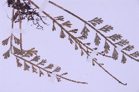 長生鐵角蕨藏品圖，第3張