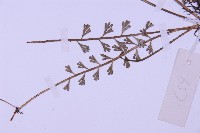 長生鐵角蕨藏品圖，第4張