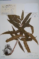奇數鱗毛蕨藏品圖，第1張
