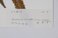 奇數鱗毛蕨藏品圖，第2張