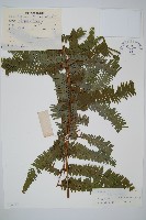 中華裏白藏品圖，第1張