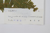 中華裏白藏品圖，第2張