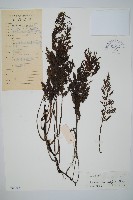 南海瓶蕨藏品圖，第1張