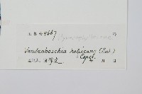 南海瓶蕨藏品圖，第2張