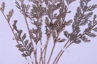 長生鐵角蕨藏品圖，第5張