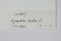 石松藏品圖，第2張