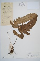 登錄號:P004771藏品圖，第1張