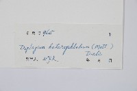 登錄號:P004771藏品圖，第3張