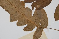 登錄號:P004771藏品圖，第4張