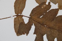 登錄號:P004771藏品圖，第5張