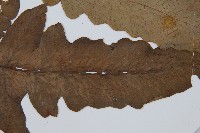 登錄號:P004771藏品圖，第6張