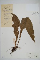 膜葉星蕨藏品圖，第1張