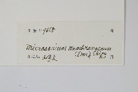 膜葉星蕨藏品圖，第2張