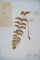 鐮羽貫眾藏品圖，第1張