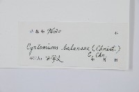 鐮羽貫眾藏品圖，第2張