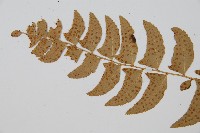 鐮羽貫眾藏品圖，第3張