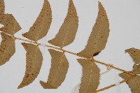 鐮羽貫眾藏品圖，第4張