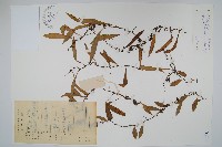 喙葉骨牌蕨藏品圖，第1張