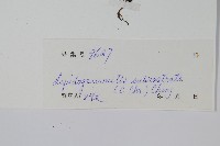 喙葉骨牌蕨藏品圖，第2張