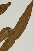 劍葉鐵角蕨、箭葉鐵角蕨藏品圖，第2張