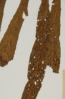 劍葉鐵角蕨、箭葉鐵角蕨藏品圖，第3張