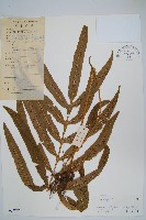 橢圓線蕨藏品圖，第1張